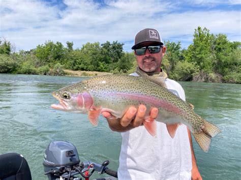 fishing report sacramento river